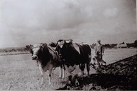 Charrue avec les boeufs - Burdinne - 1940