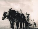 Charrue avec les chevaux - 1948